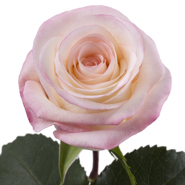 Rose Marilyn Standard Rose Roses Flowers by category Sierra